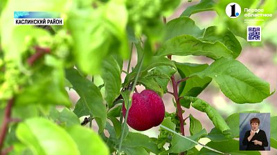 Как южноуральские фрукты и ягоды пережили капризы погоды?