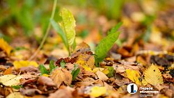 Вот и осень подошла на мягких лапах… Челябинск охватывает осеннее настроение