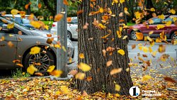 Вот и осень подошла на мягких лапах… Челябинск охватывает осеннее настроение