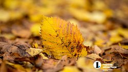 Вот и осень подошла на мягких лапах… Челябинск охватывает осеннее настроение