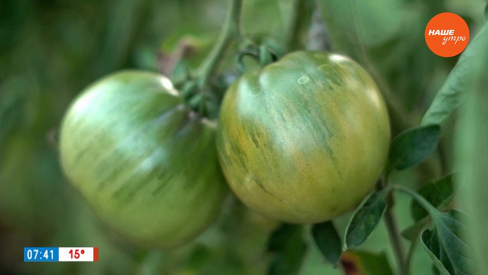 Простое, но эффективное укрытие для томатов в рубрике «Руки садовода»