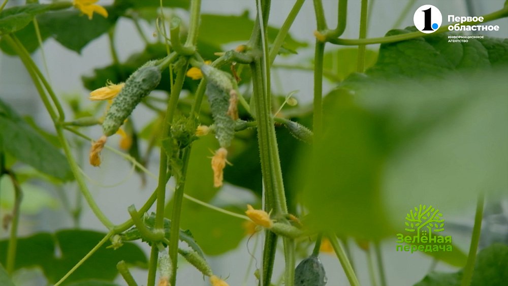 В новом выпуске программы «Зеленая передача» собираем урожай и помогаем растениям