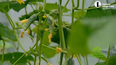 В новом выпуске программы «Зеленая передача» собираем урожай и помогаем растениям