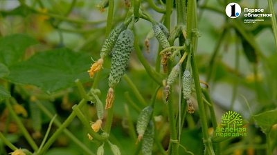 Зачем огурцам углекислый газ?