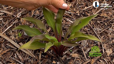 Не просто украшение сада, а главная драгоценность