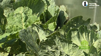 Барыня огорода — капуста