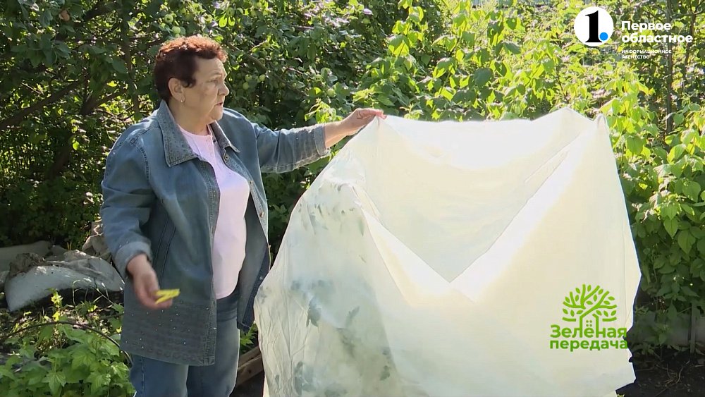 Простая и эффективная защита томатов