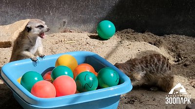 В Челябинском зоопарке показали видео с болтливыми сурикатами