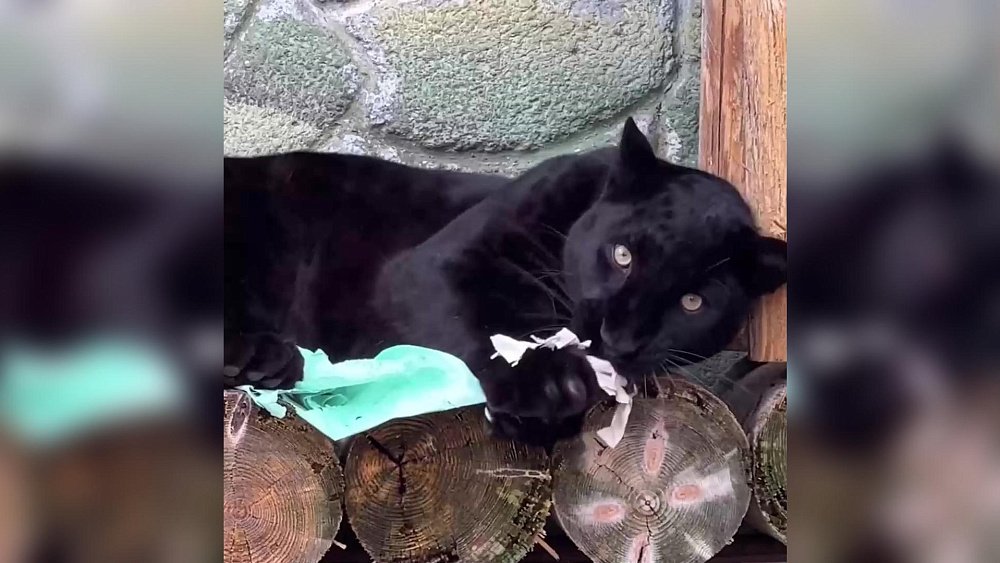 Челябинцев просят нести в зоопарк старые тетради на растерзание животным