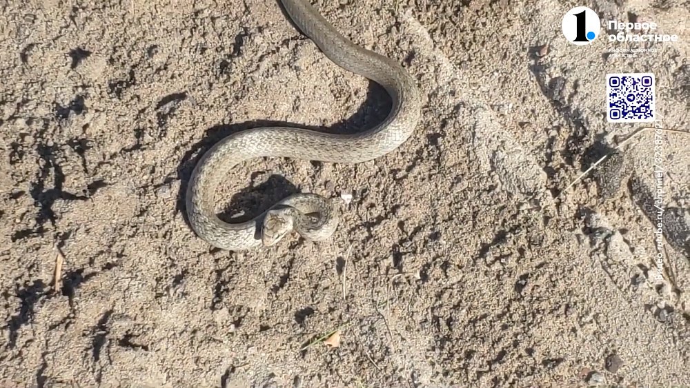 В Каштаке змея укусила сотрудников детского лагеря