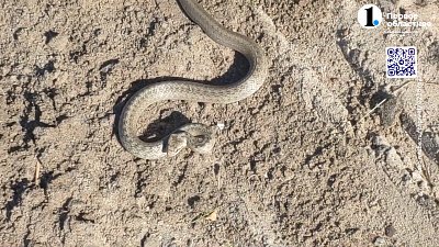 В Каштаке змея укусила сотрудников детского лагеря