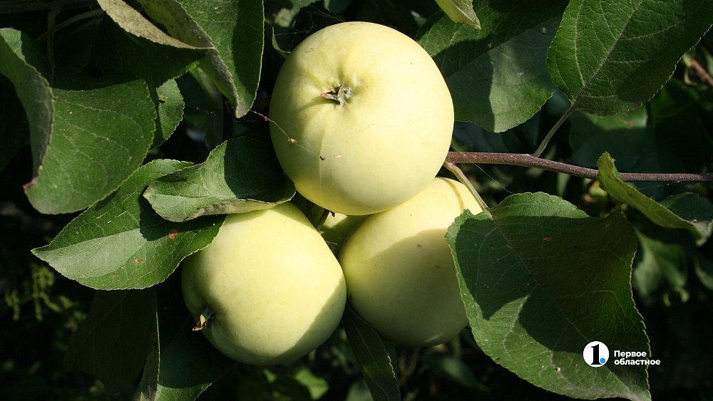 Ученые ЮУрГУ назвали самые сильные природные антиоксиданты для консервации урожая