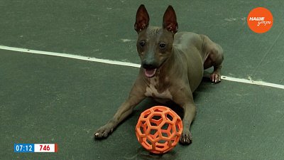 Американский голый терьер в рубрике «Усы, лапы и хвост»