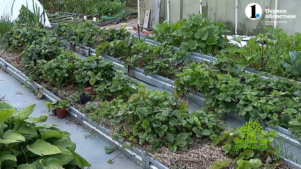 В новом выпуске программы «Зеленая передача» узнаем о необходимых работах в саду в конце лета