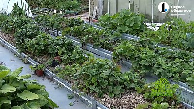 В новом выпуске программы «Зеленая передача» узнаем о необходимых работах в саду в конце лета