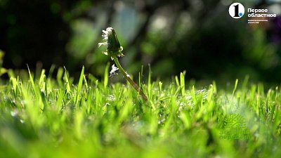 Сорнякам на газоне — нет