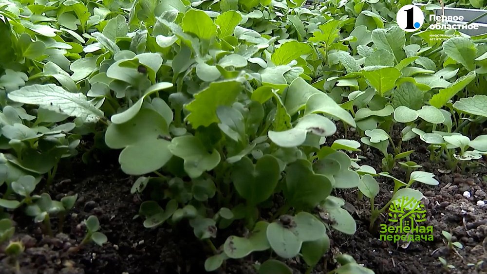 Посейте зеленое удобрение после сбора урожая