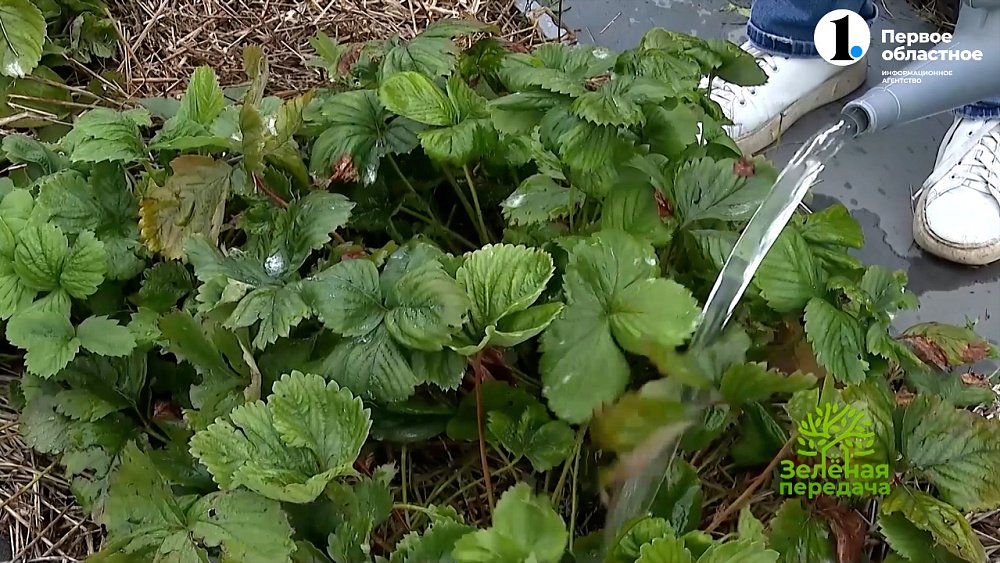 Подумайте об урожае будущего года прямо сейчас