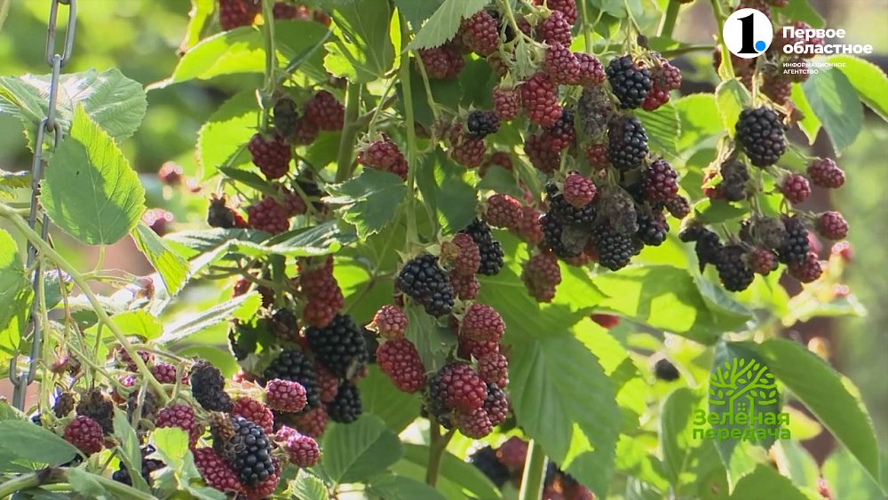 Пусть ежевики будет много!