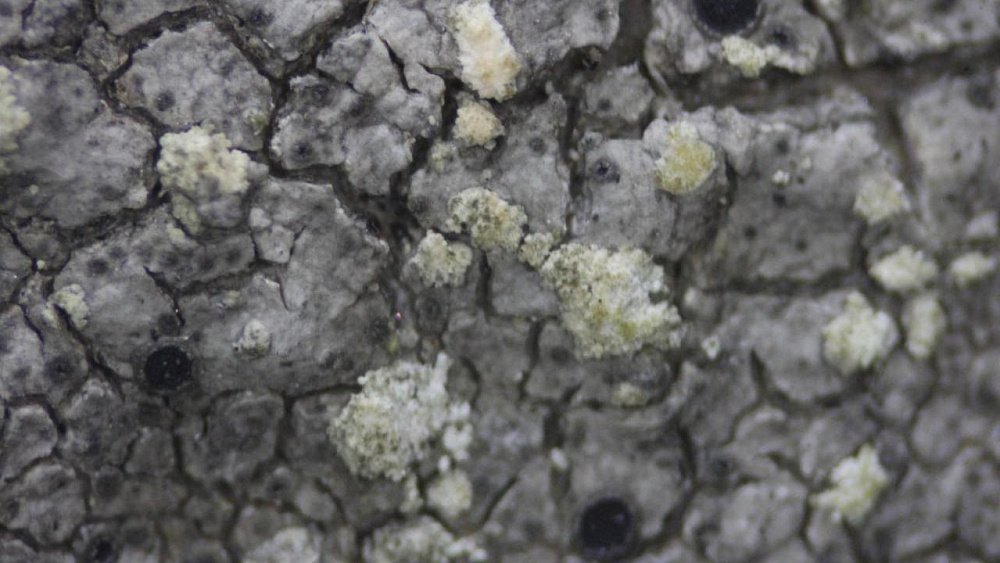 На Таганае нашли новый вид лишайников
