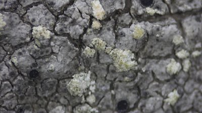 На Таганае нашли новый вид лишайников