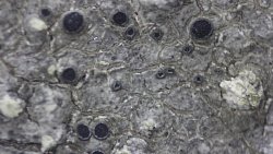 На Таганае нашли новый вид лишайников