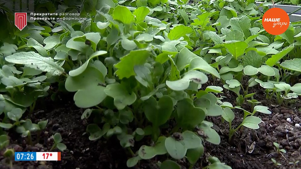 Сидератам — место! — в рубрике «Руки садовода»