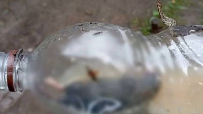 Из‑за халатности туристов на Таганае погиб зверек