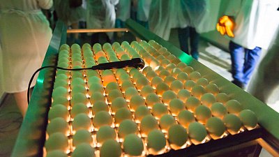 Челябинские птицефабрики увеличили производство яиц на 4,6%