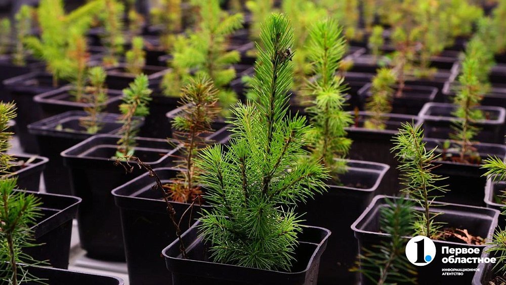 Челябинск планирует вывести озеленение города на новый уровень