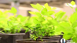 Челябинск планирует вывести озеленение города на новый уровень