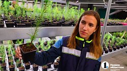 Челябинск планирует вывести озеленение города на новый уровень