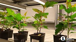 Челябинск планирует вывести озеленение города на новый уровень