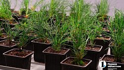 Челябинск планирует вывести озеленение города на новый уровень