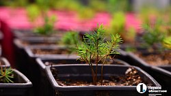 Челябинск планирует вывести озеленение города на новый уровень