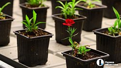 Челябинск планирует вывести озеленение города на новый уровень