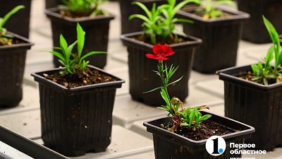 Тепличный комплекс на бывшей свалке Челябинска рассчитан на 25 тысяч растений