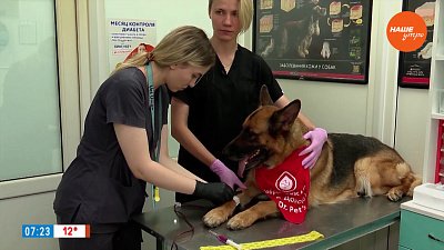 Банк крови в рубрике «Усы, лапы и хвост»