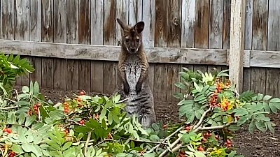 Питомцев Челябинского зоопарка угостили рябиной