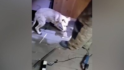 В Копейске сотрудники МЧС спасли застрявшую в гаражах собаку