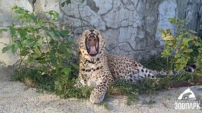 Леопард в Челябинском зоопарке дает уроки по борьбе с хандрой