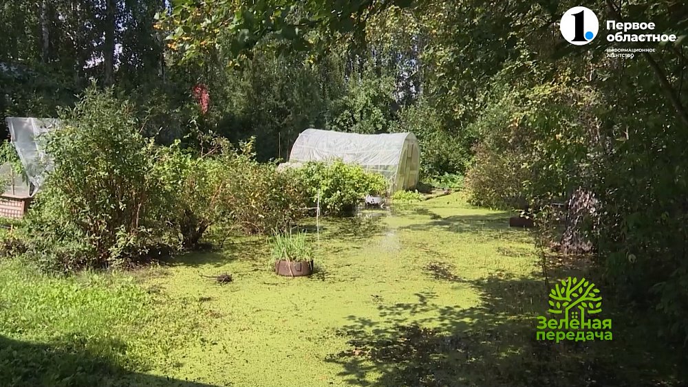 В новом выпуске «Зеленой передачи» эксперты программы расскажут о первых осенних хлопотах садоводов