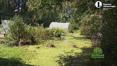 В новом выпуске «Зеленой передачи» эксперты программы расскажут о первых осенних хлопотах садоводов