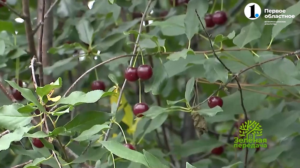 Спасайте деревья в саду!