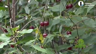 Спасайте деревья в саду!