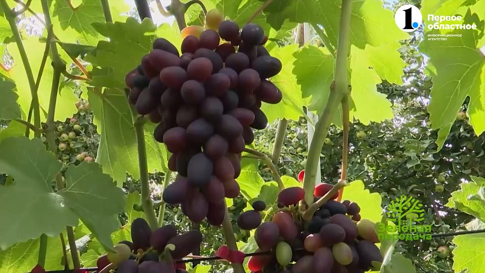 Как ускорить созревание винограда