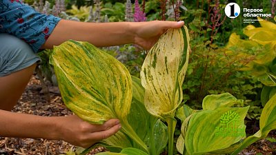 Необыкновенные сорта хосты