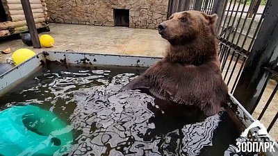 В Челябинском зоопарке медведь Малыш берет персональные тренировки