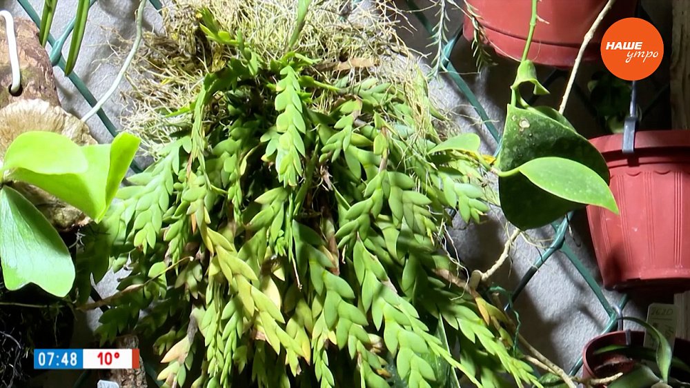 Редкие растения в сюжете «Орхидеи в ЧелГУ»