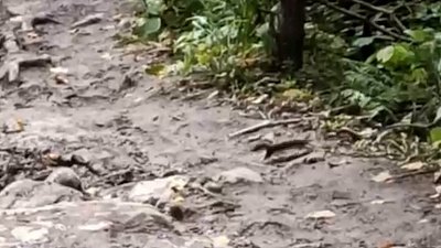 На Таганае в объектив камеры попало семейство ласок